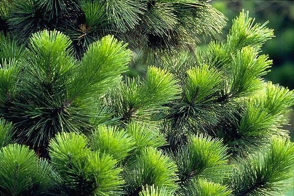 agujas para el tratamiento de la prostatitis